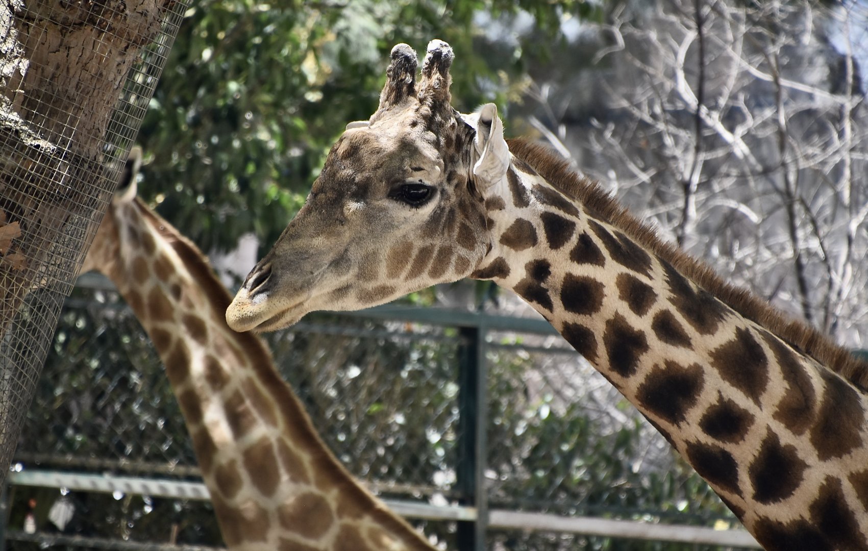Angolan Giraffe (Giraffa camelopardalis angolensis)