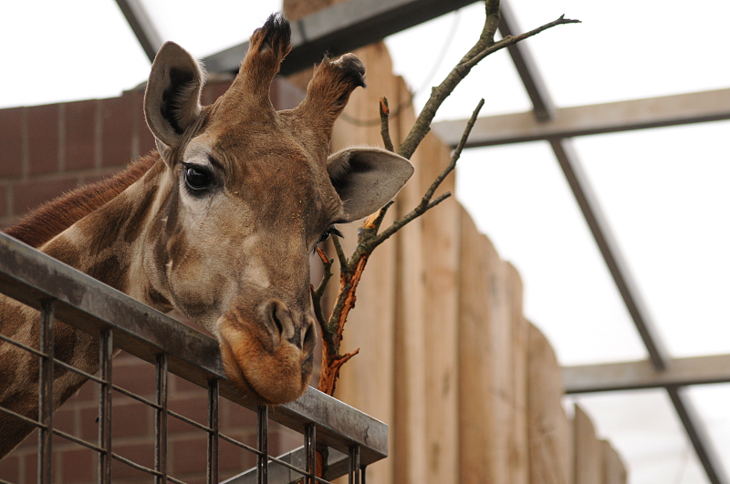 Angolan giraffe indoor at Dortmund