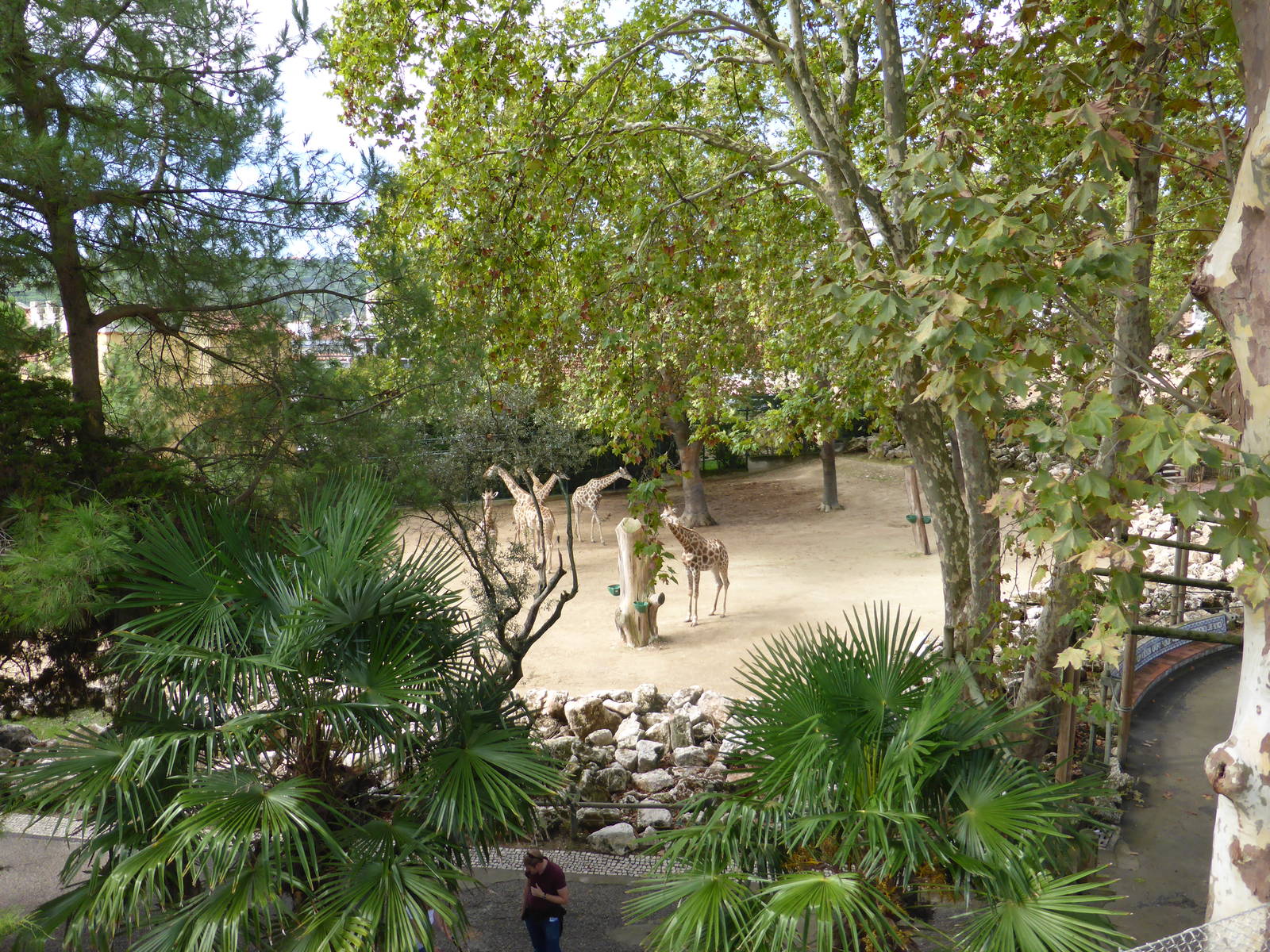 Angolan giraffe paddock from Teleferico