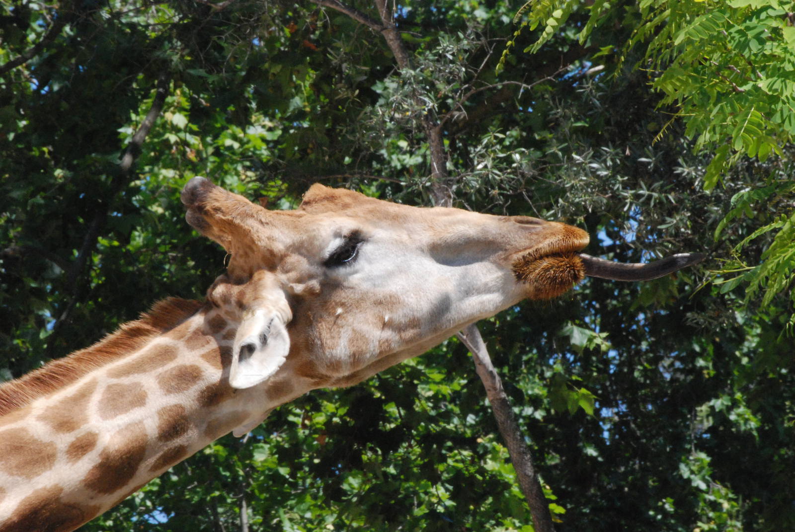 Angolan Giraffe (with Tongue) at Lisbon Zoo, 24/05/11