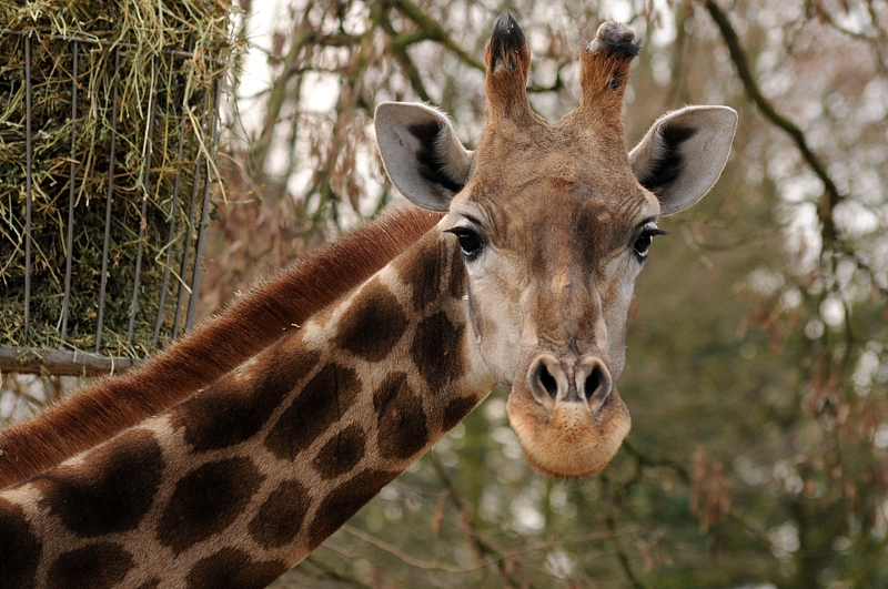 Angolan giraffe
