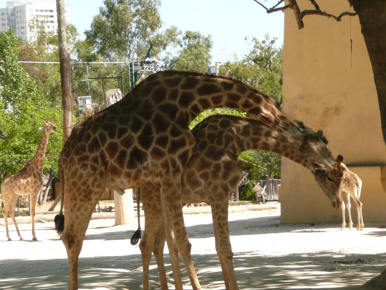 Angolan giraffe