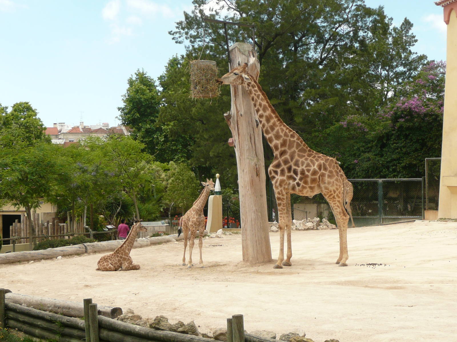 Angolan giraffe
