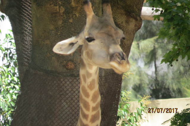Angolan Giraffe