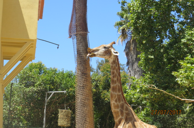 Angolan Giraffe