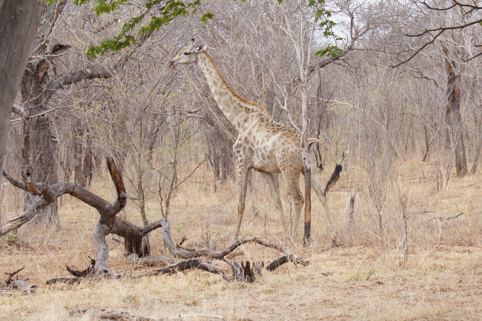 Angolan Giraffe