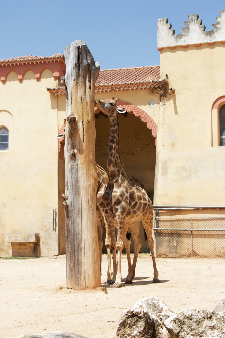 Angolan Giraffe