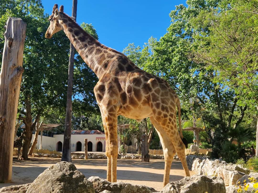 Angolan Giraffe