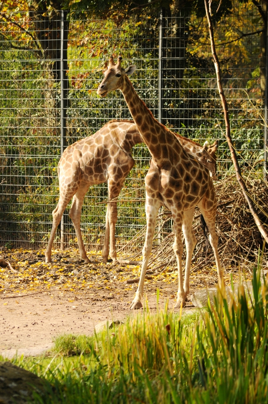 Angolan giraffes at Dortmund
