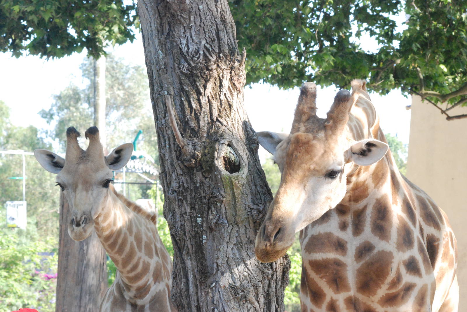 Angolan Giraffes at Lisbon Zoo, 24/05/11