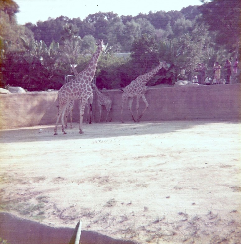 Angolan Giraffes - Circa 1975