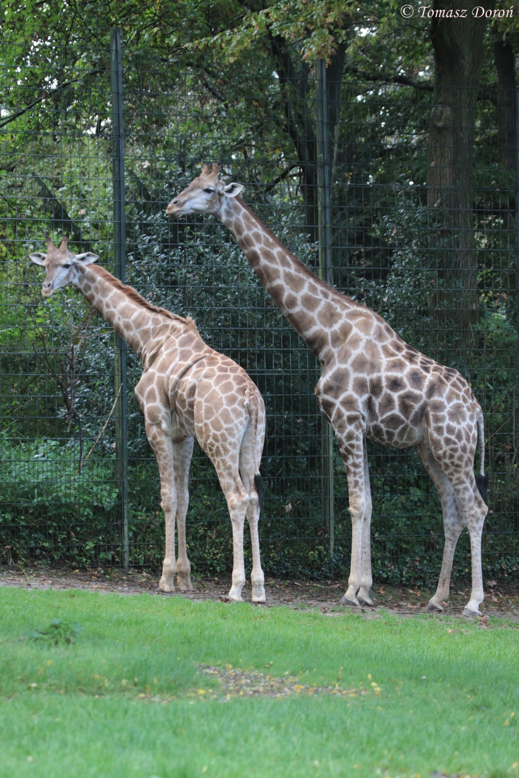 Angolan Giraffes (Giraffa camelopardalis angolensis)