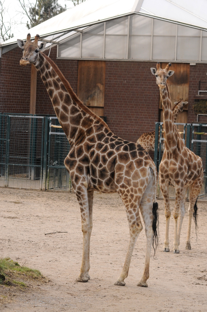 Angolan giraffes