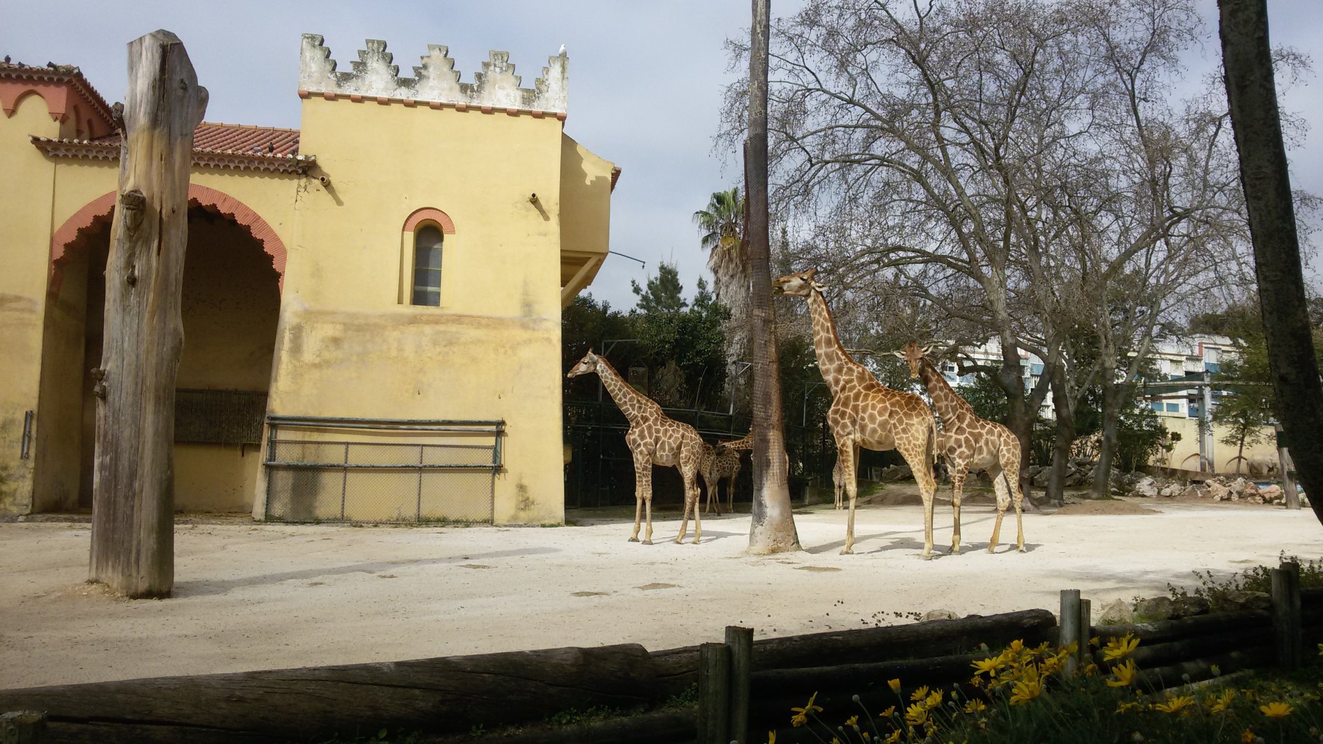 Angolan Giraffes