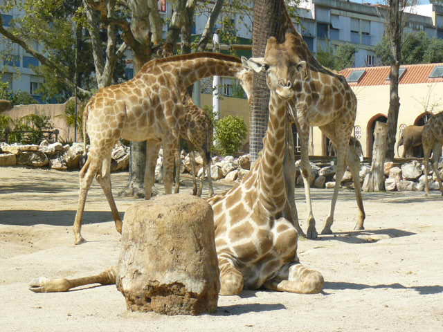 Angolan Giraffes