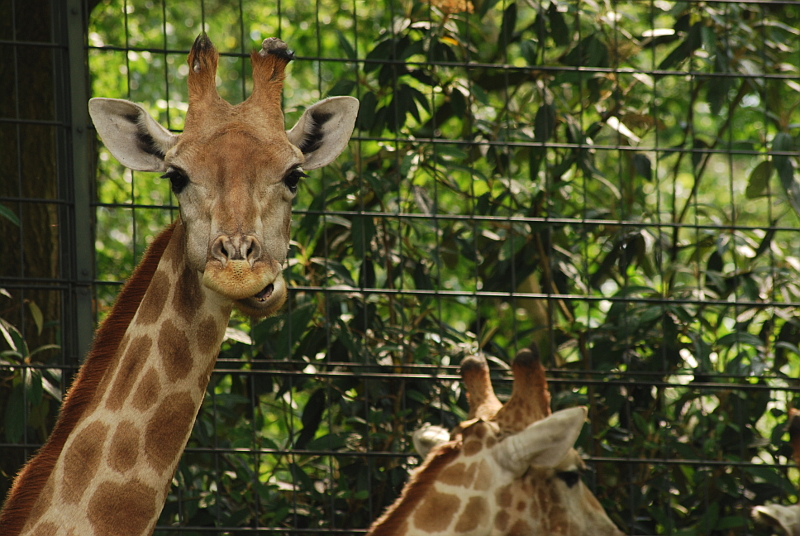 Angolan giraffes