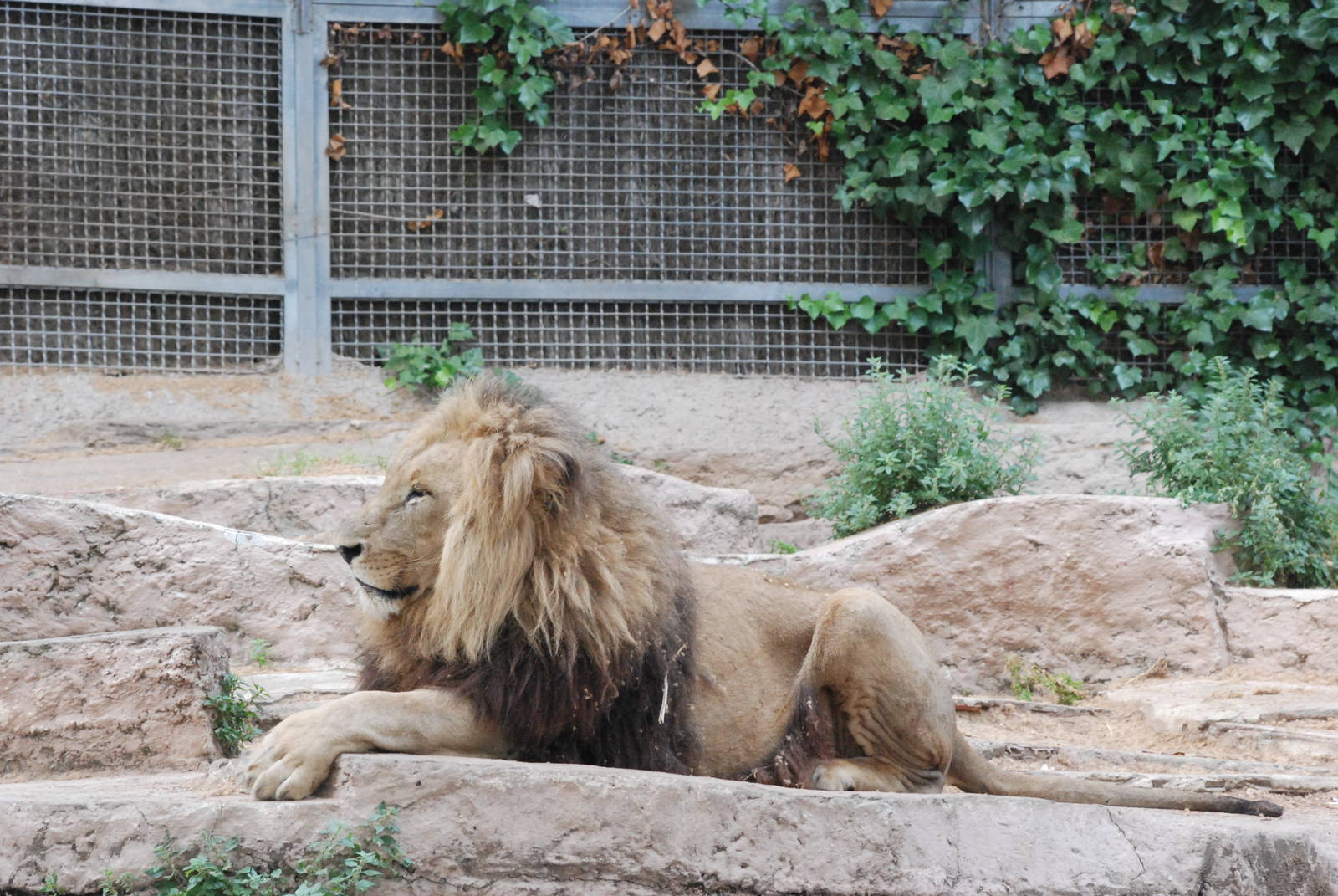 Angolan Lion at Barcelona, 30/05/11