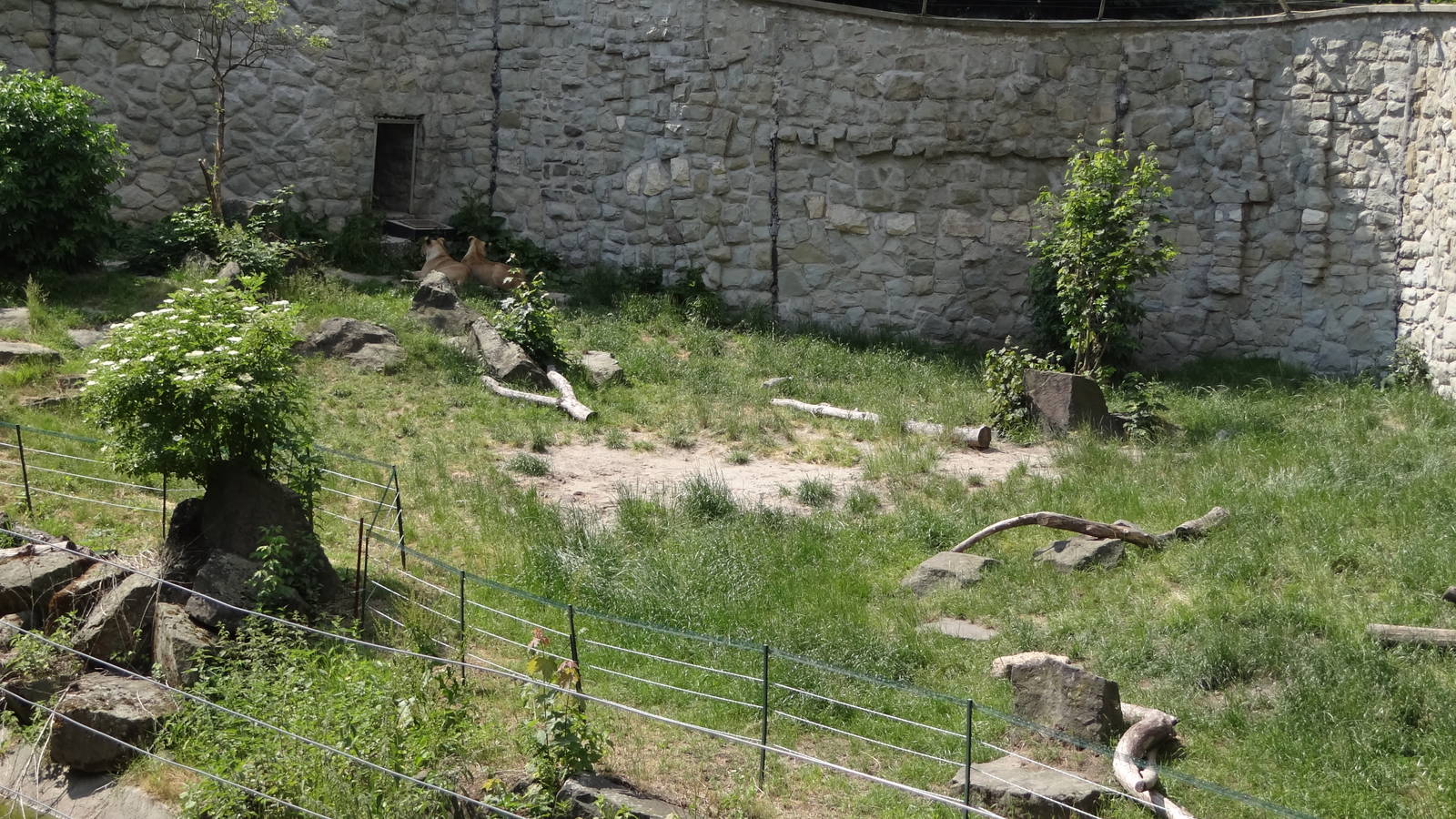 Angolan Lion enclosure