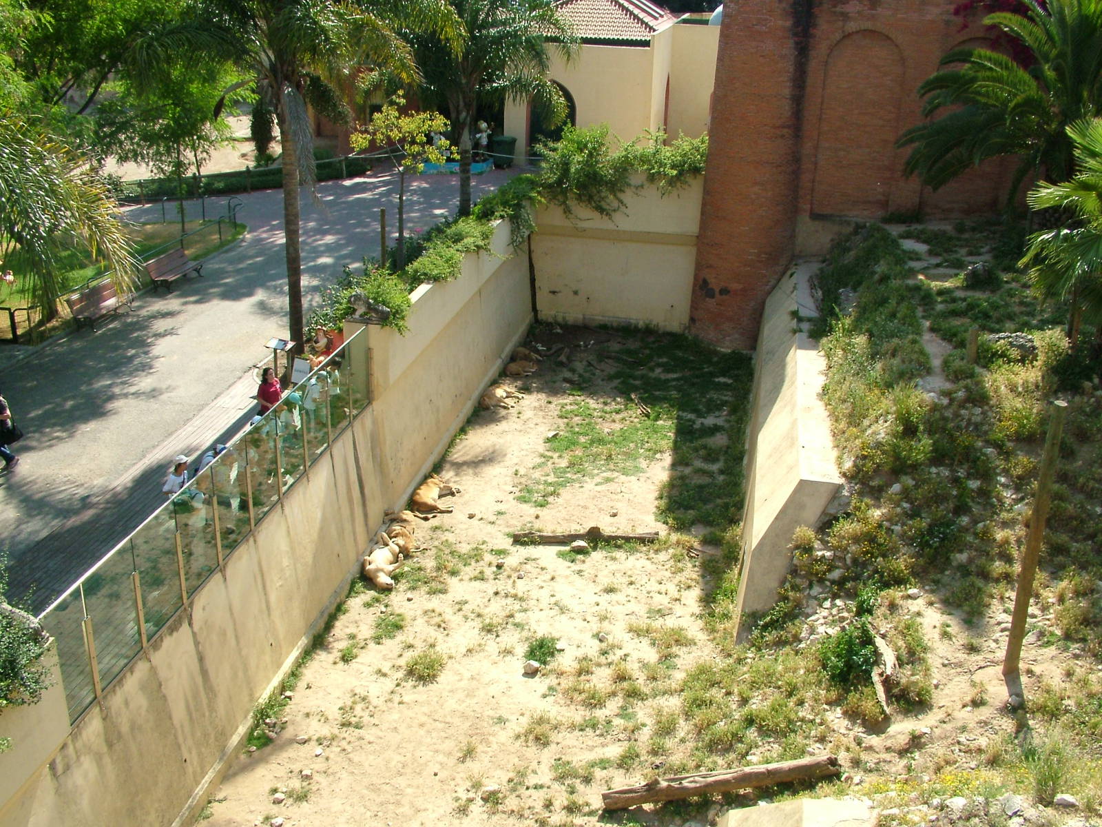 Angolan Lion Exhibit at Lisbon Zoo, 24/05/11