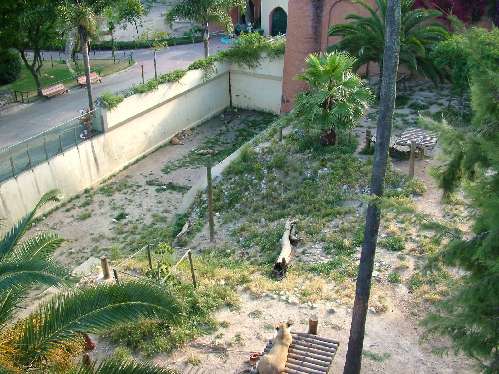 Angolan Lion Exhibit at Lisbon Zoo, 24/05/11