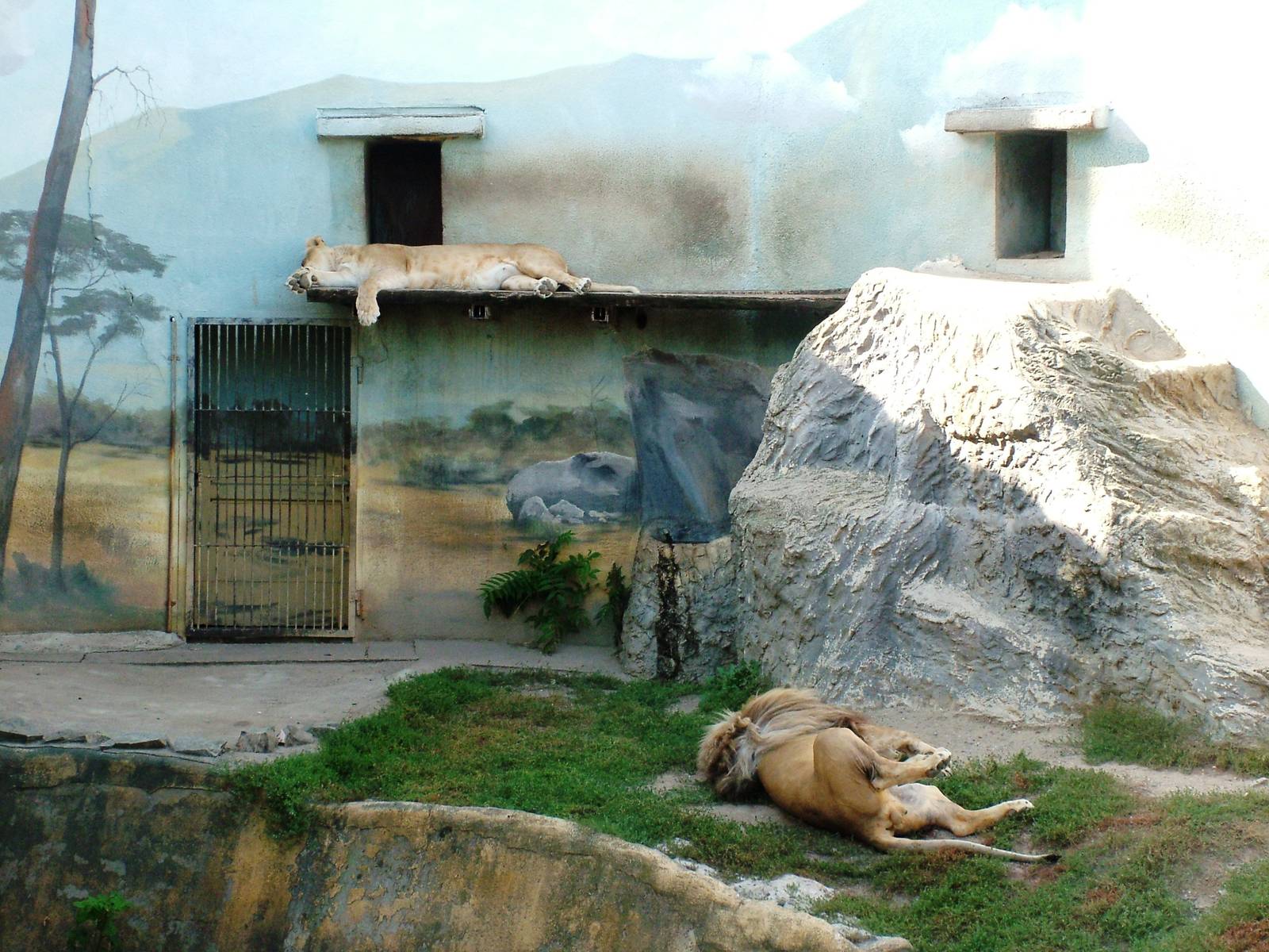 Angolan Lion Exhibit at Usti, 29/08/12