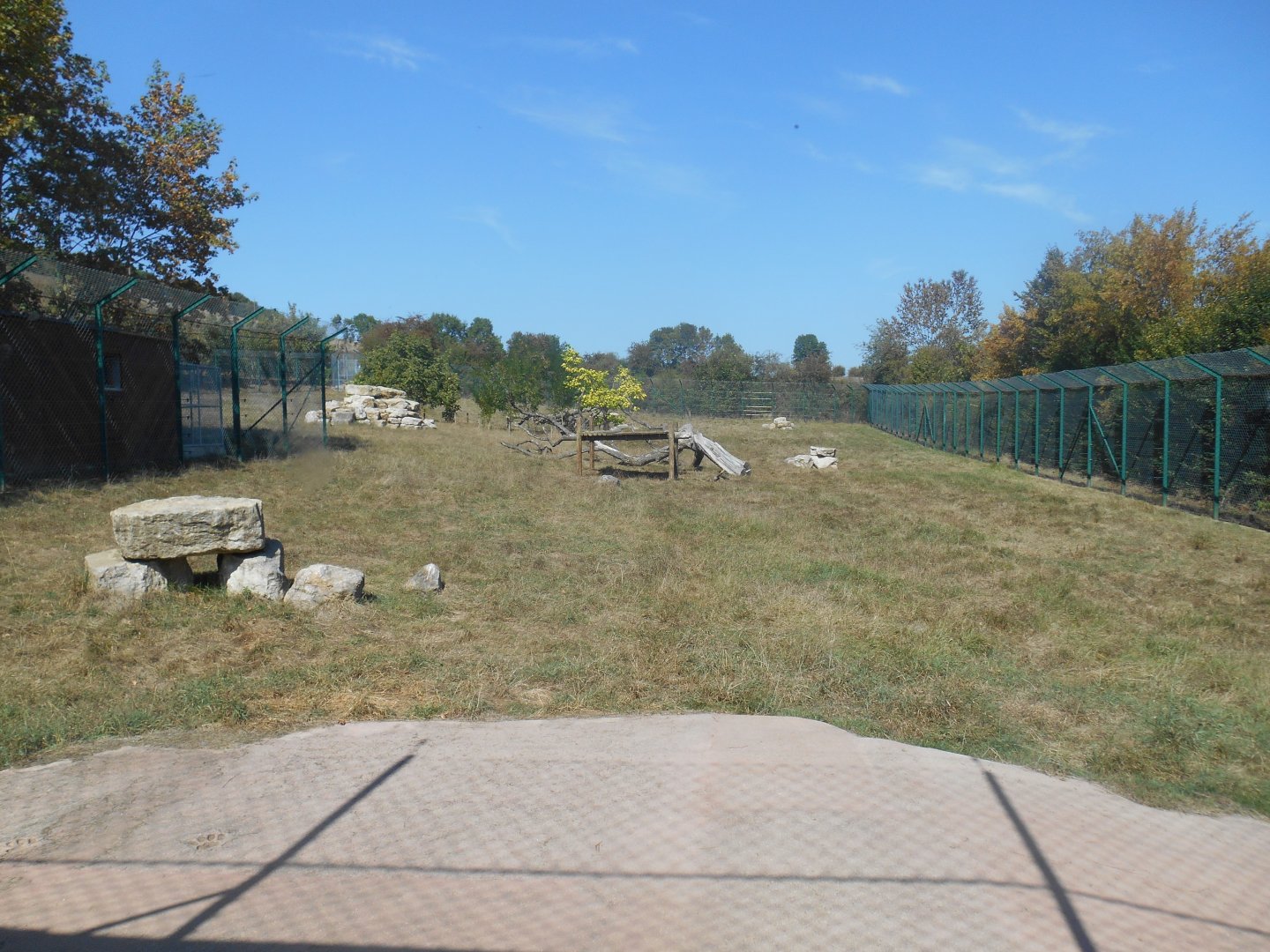 Angolan Lions Exhibit