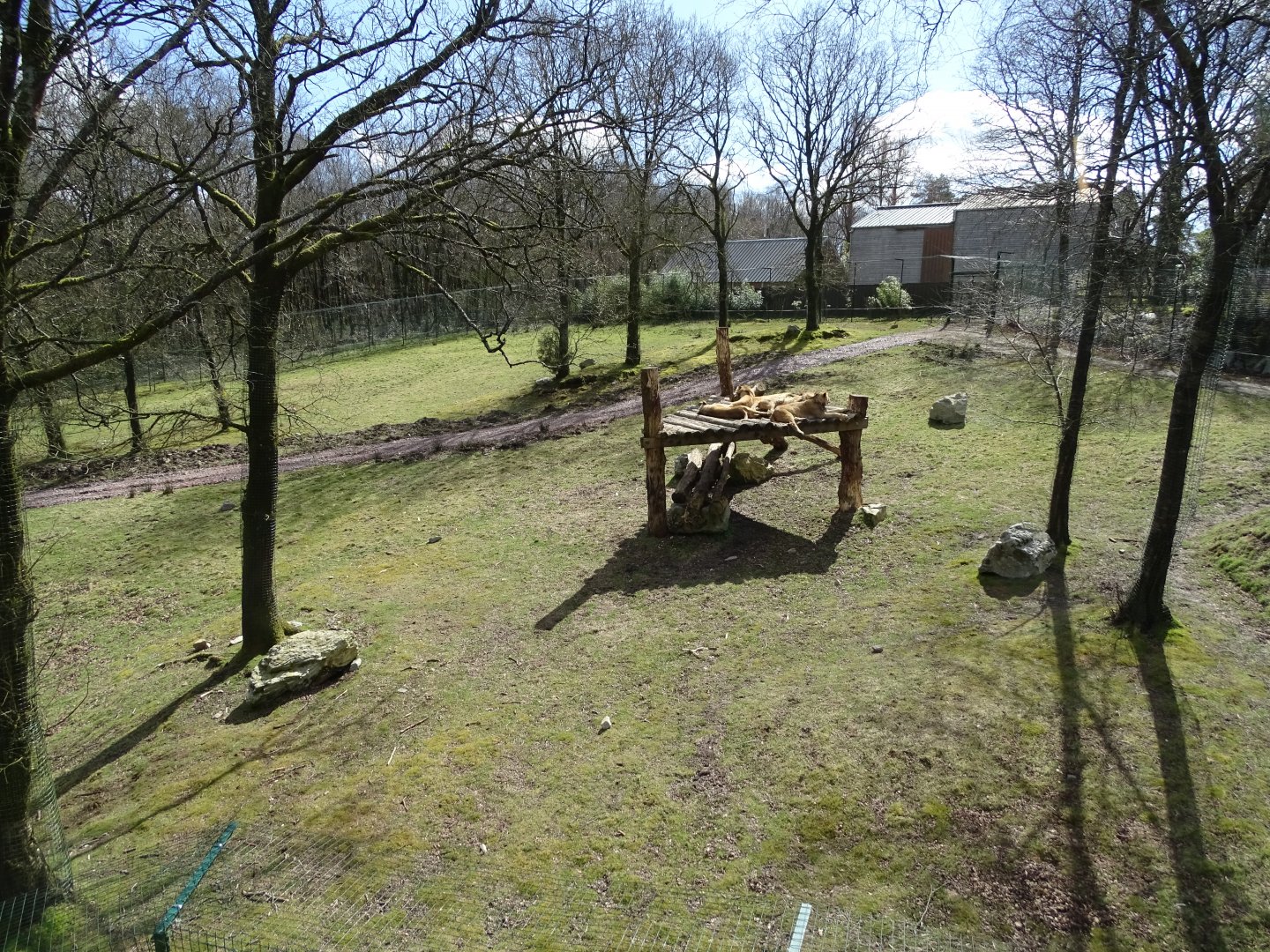 Angolan lions (Panthera leo bleyenberghi) exhibit