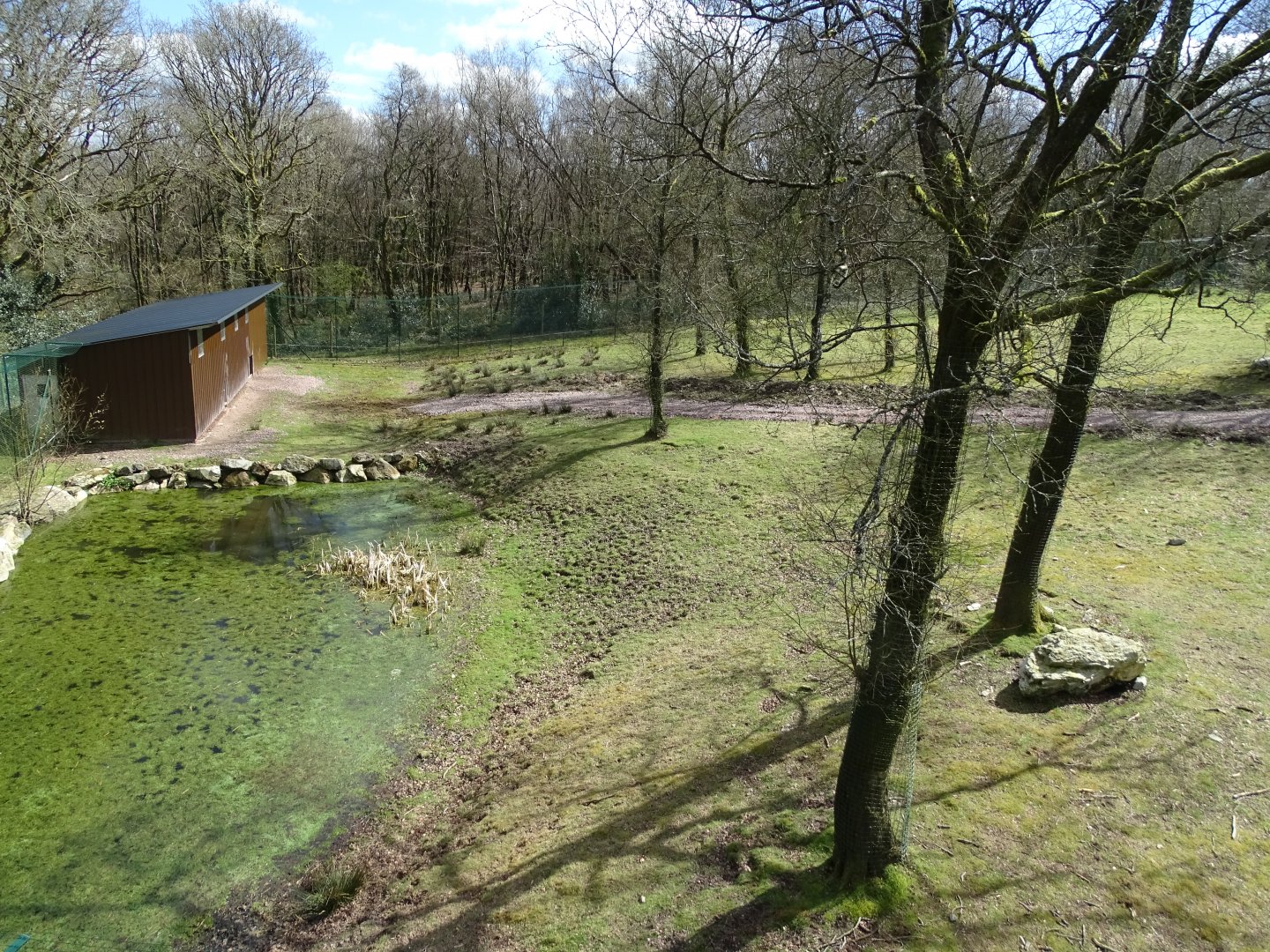 Angolan lions (Panthera leo bleyenberghi) exhibit