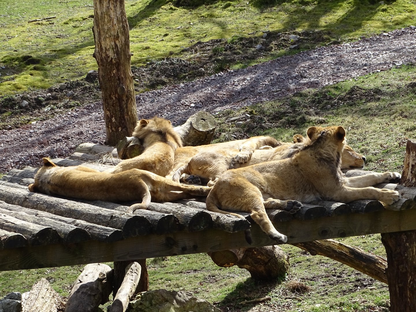 Angolan lions (Panthera leo bleyenberghi)