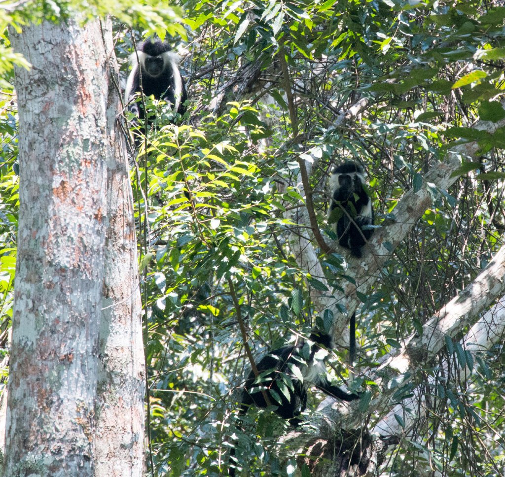 Angolan Pied Colobus