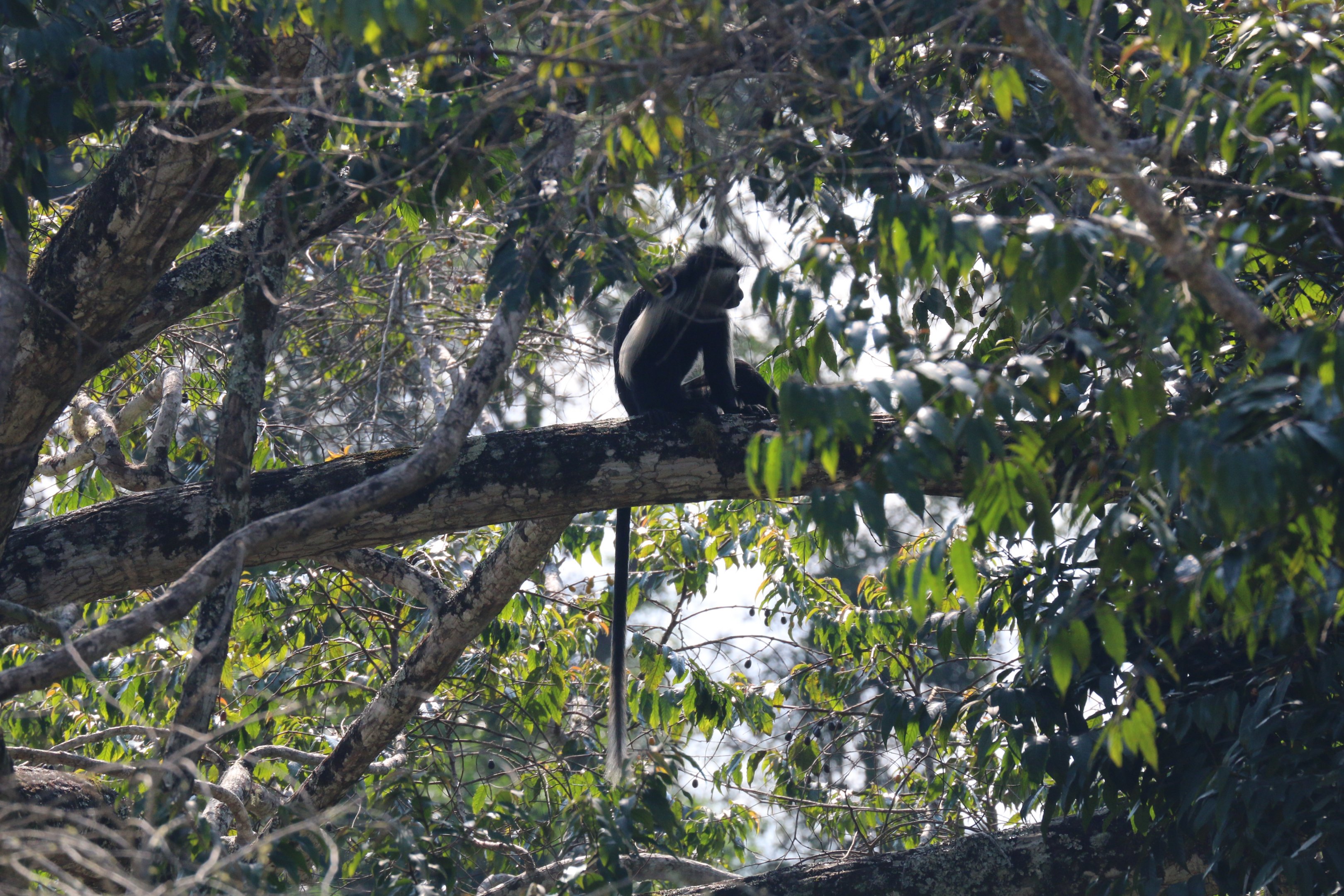 Angolan Pied Colobus