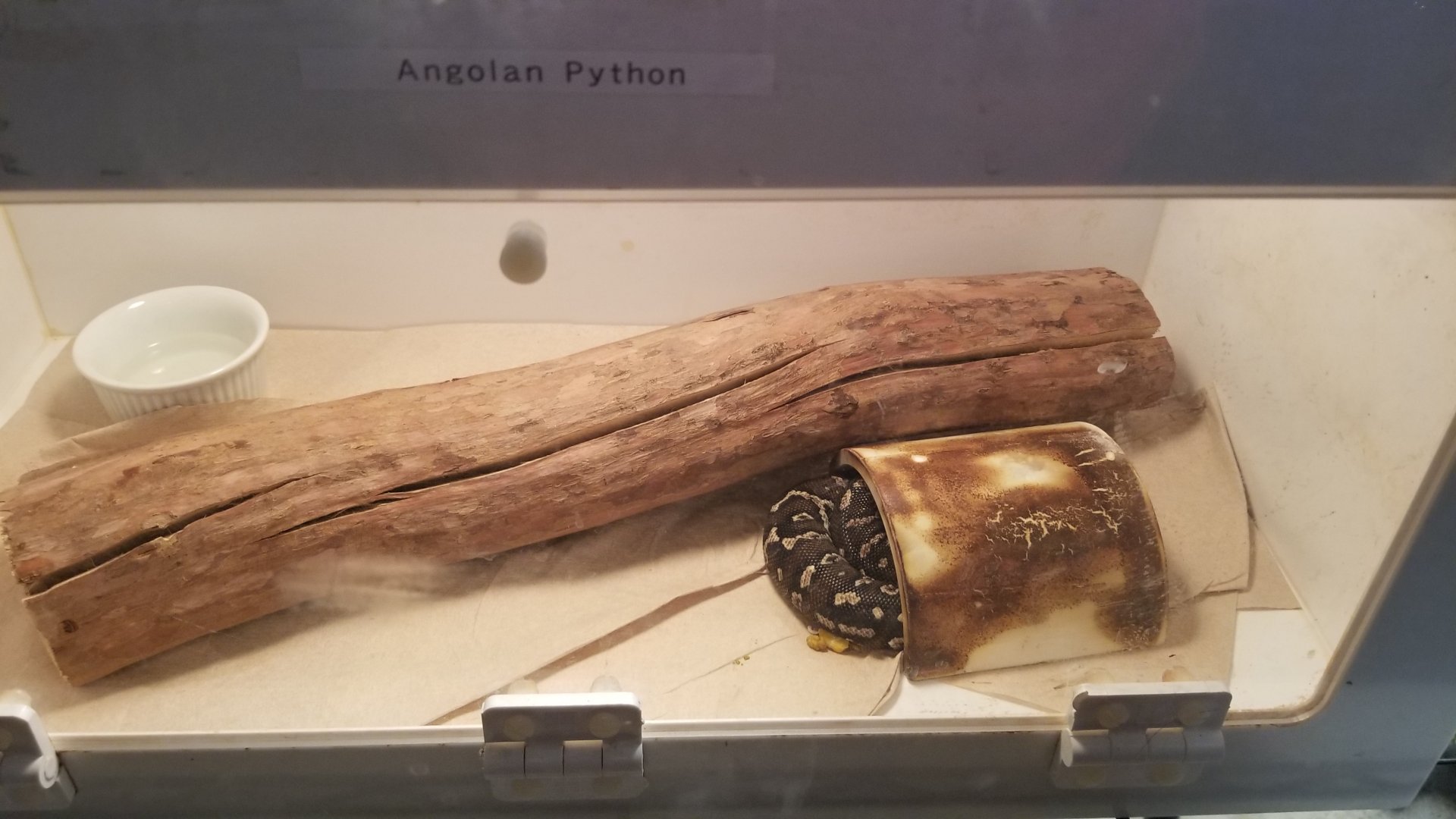 Angolan Python, 21 months old