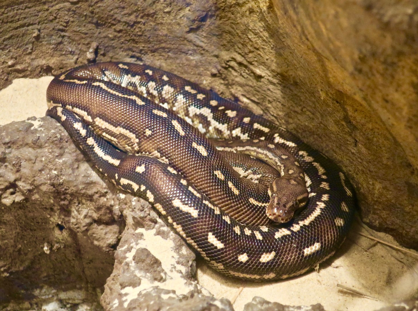 Angolan Python (Python anchietae)