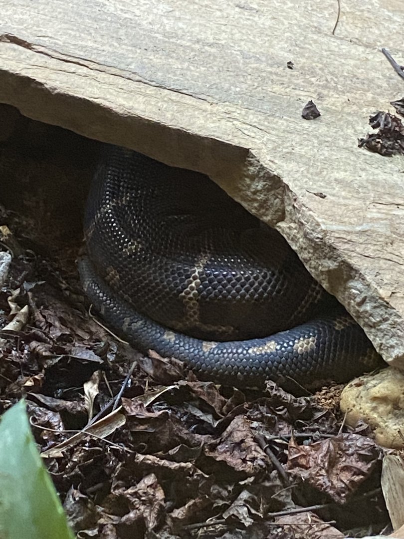 Angolan Python (Python anchietae)