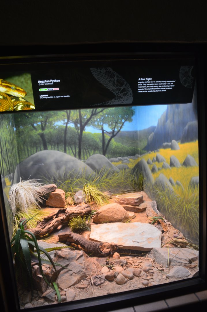 Angolan Python Terrarium