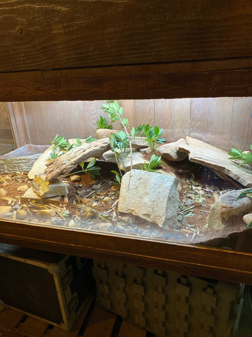 Angolan Python Terrarium