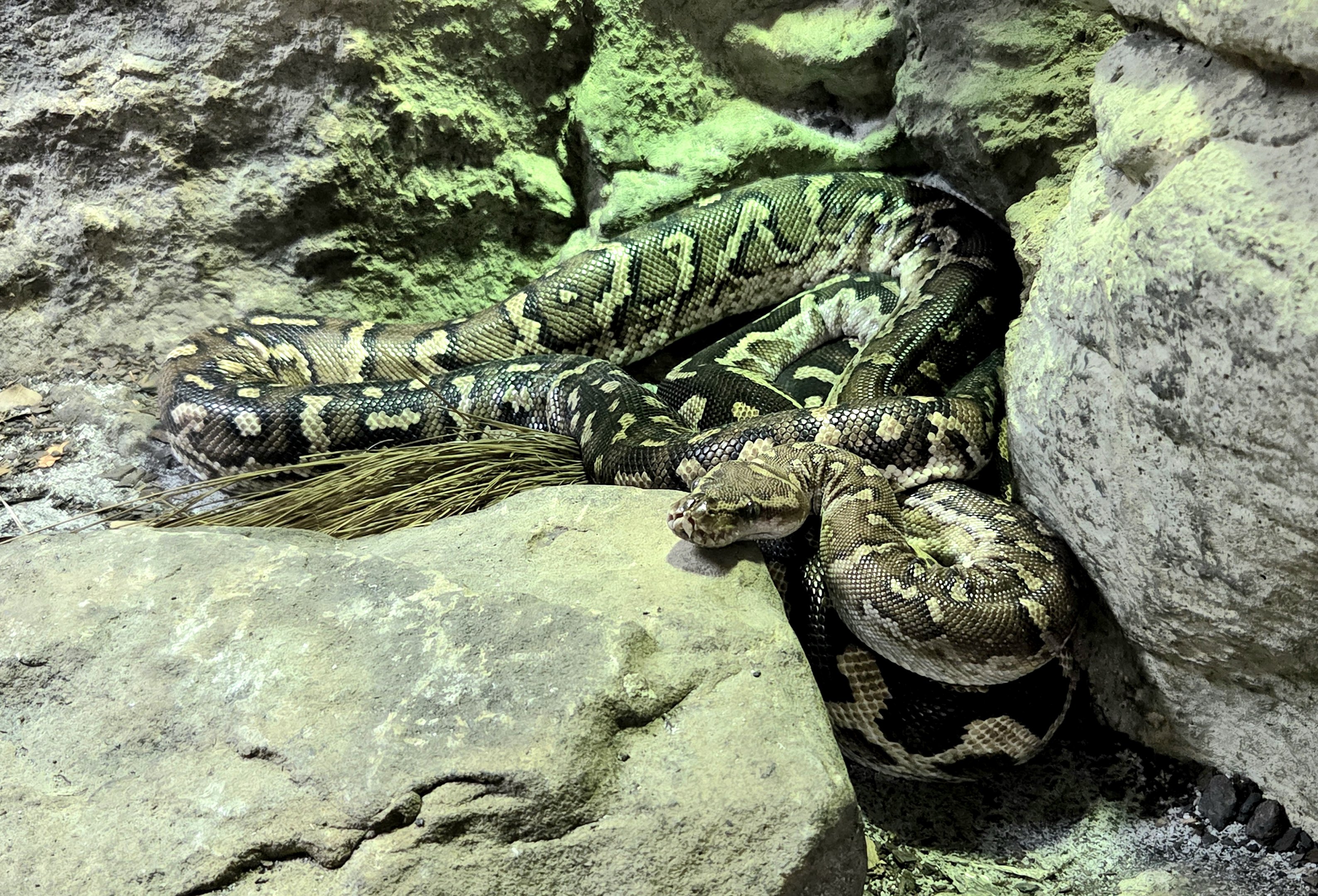 Angolan Python - Zoo Knoxville