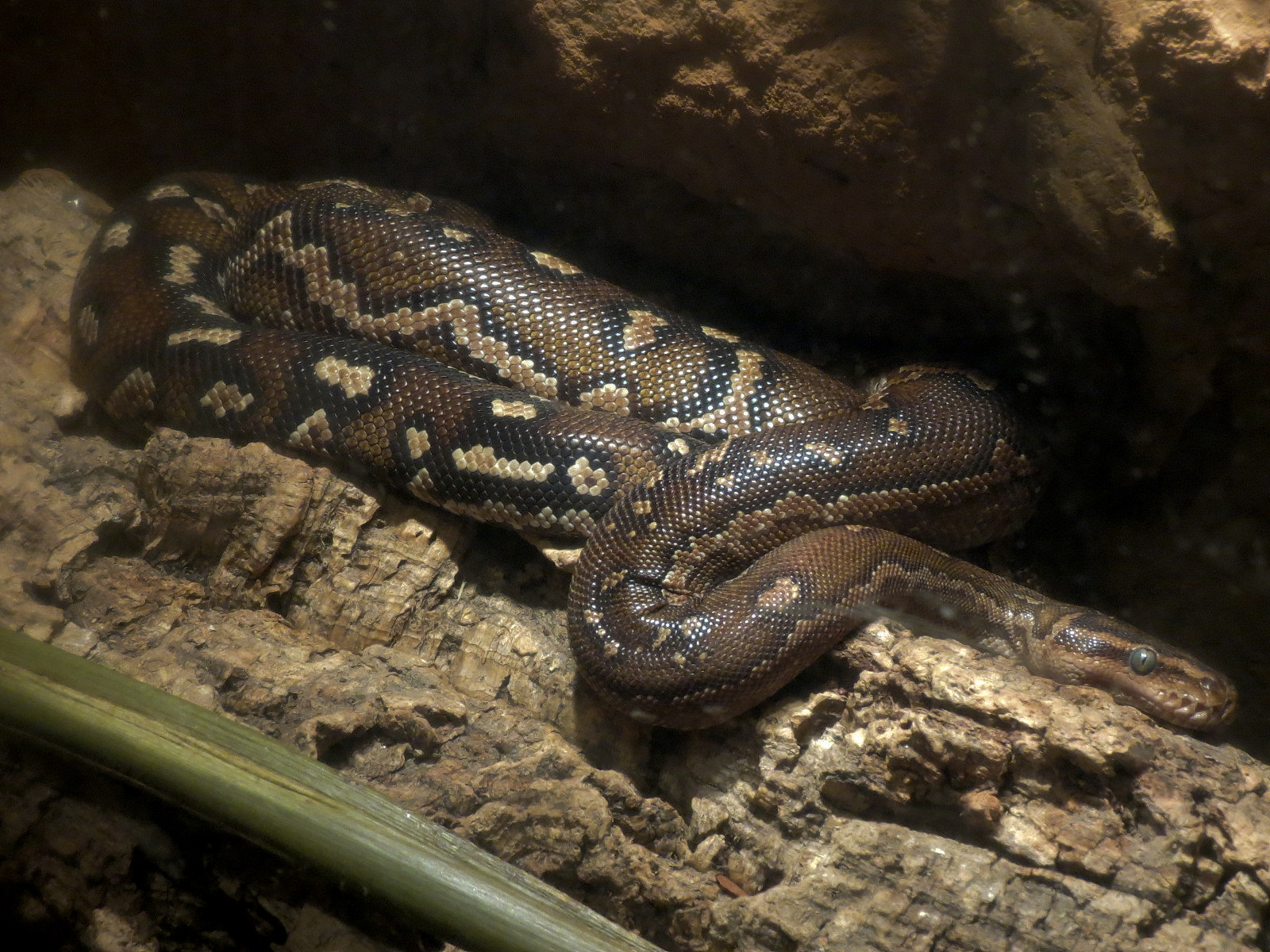 Angolan Python