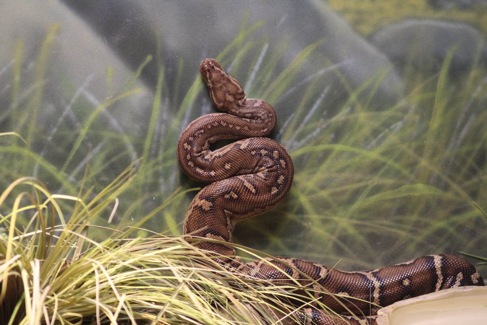 Angolan Python