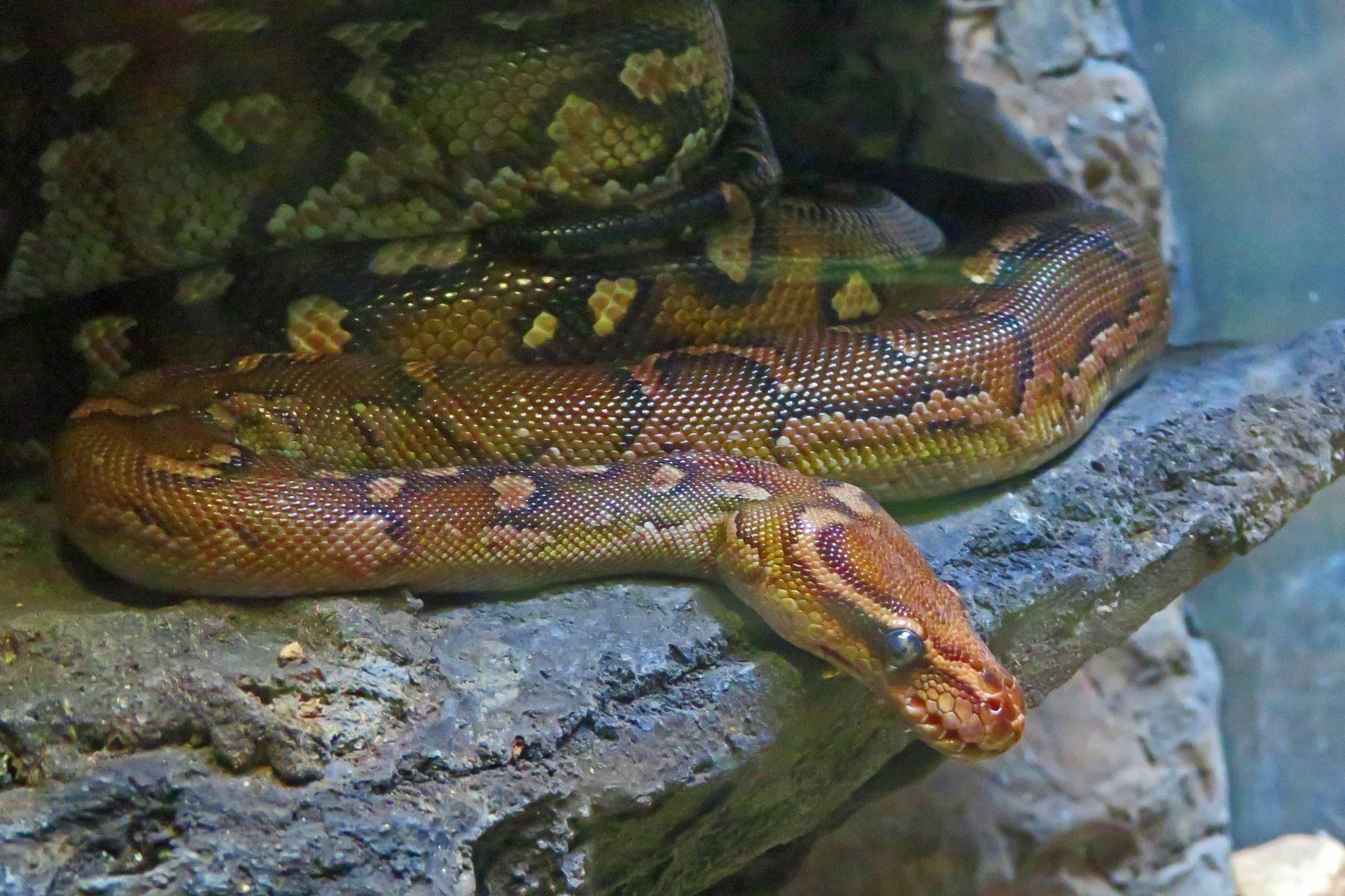 Angolan Python