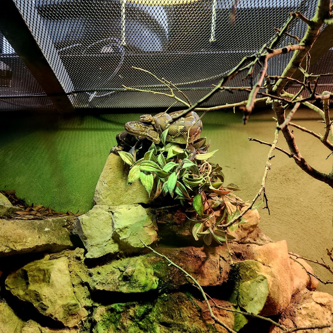 Angolan Pythons (Python anchietae)