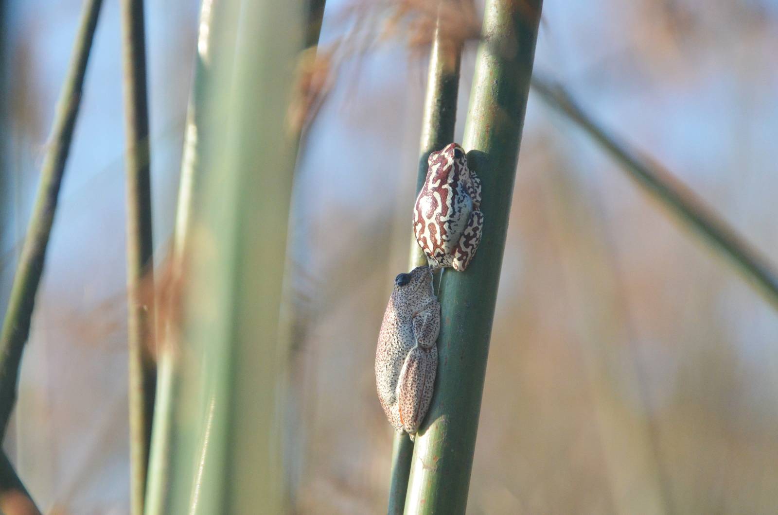 Angolan Reed Frogs, Khwai Community Area, Botswana, 25/04/16
