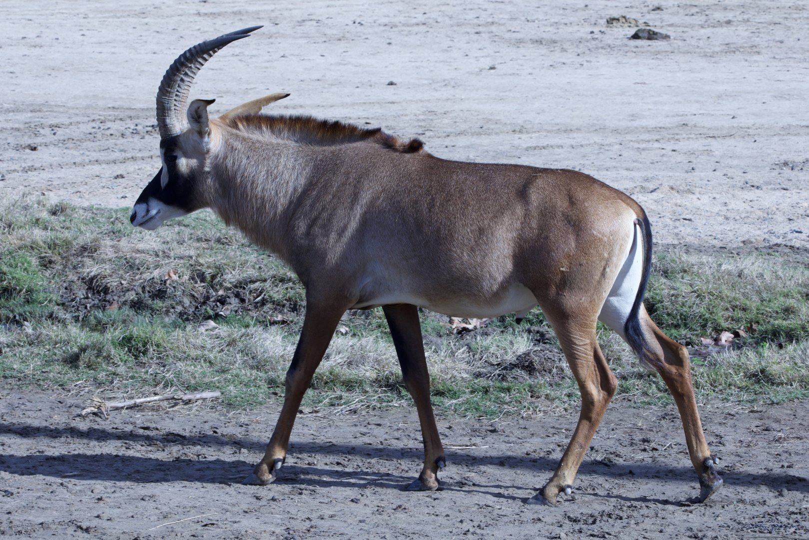 Angolan Roan Antelope/ Hippotragus equinus cottoni
