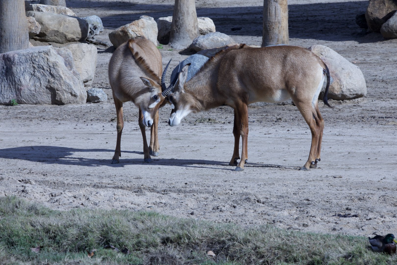 Angolan Roan Antelope/ Hippotragus equinus cottoni