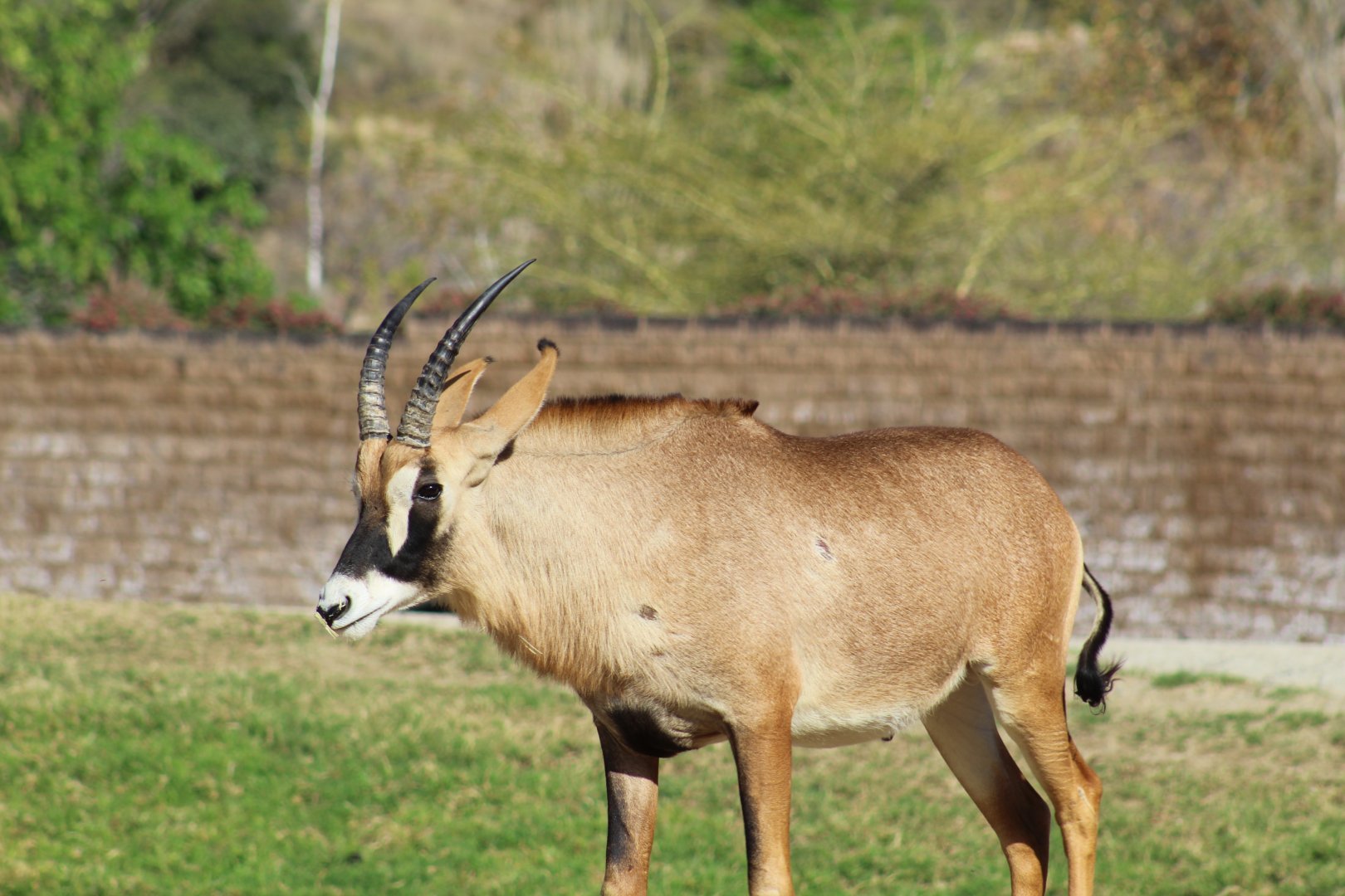 Angolan Roan Antelope