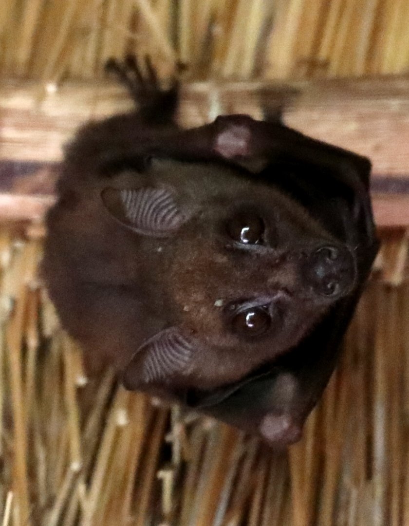 Angolan rousette (Myonycteris angolensis)