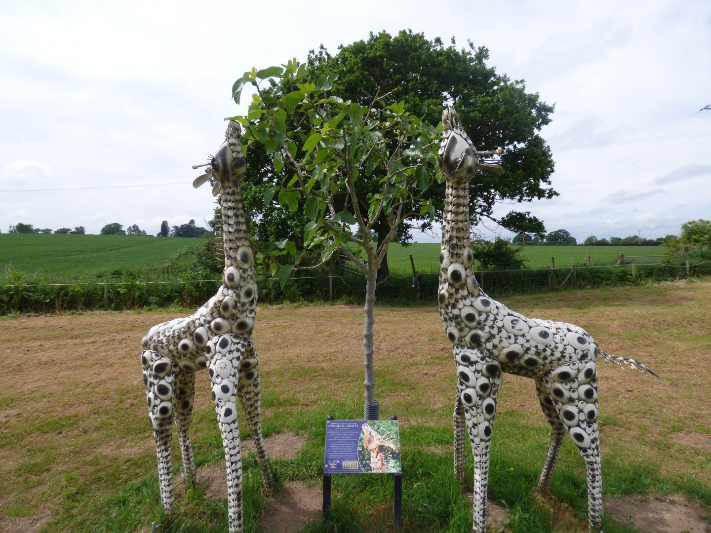 Angolian Giraffe at British Iron Works Centre