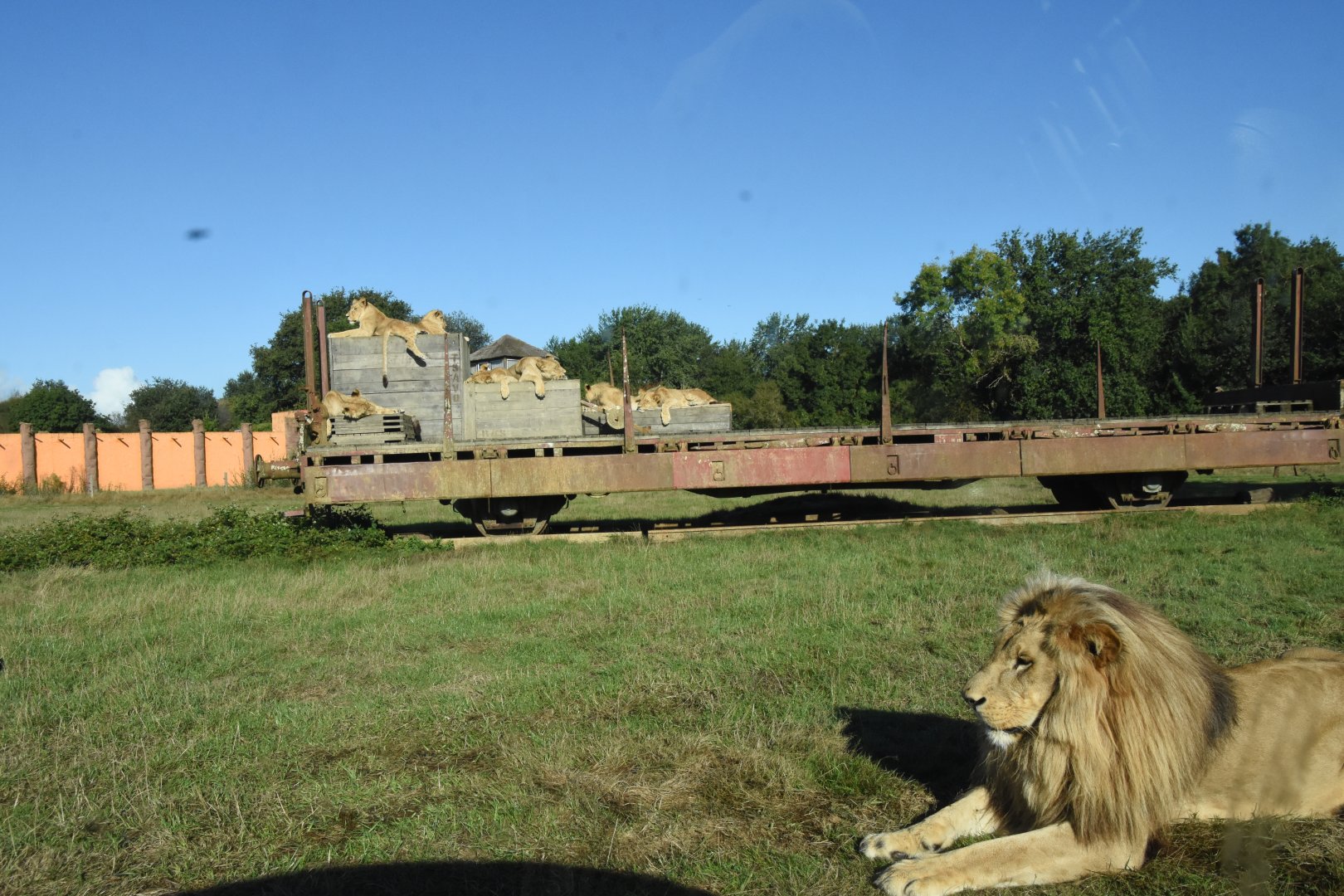 Angolian Lion drivethrough