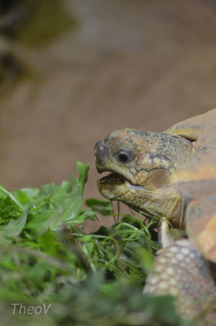 Angonoka tortoise [2018]