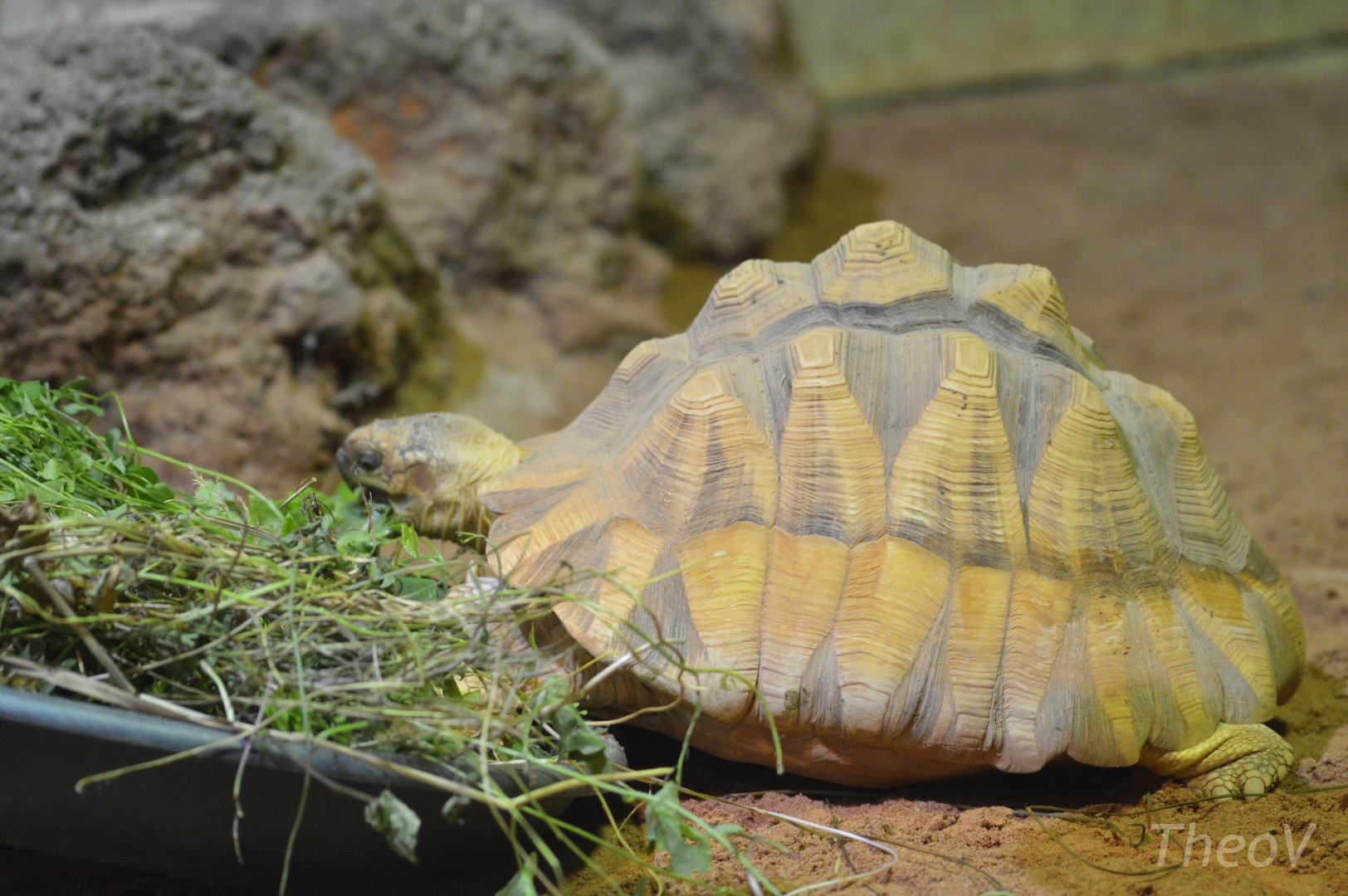 Angonoka tortoise [2018]